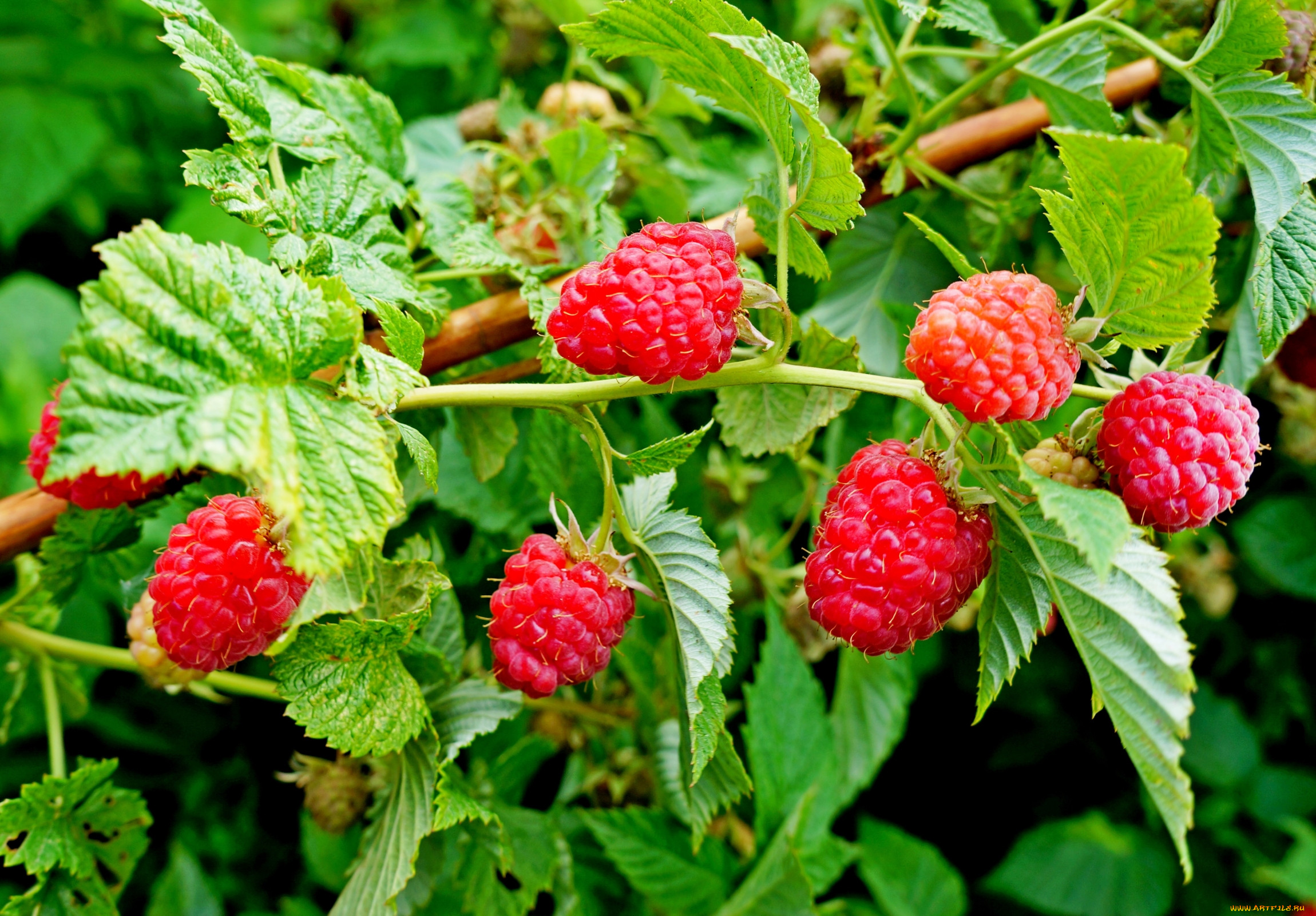 Малина это ягода или нет. Малина Rubus idaeus. Малина обыкновенная (Rubus idaeus). Малина обыкновенная (Rubus idaeus l.).